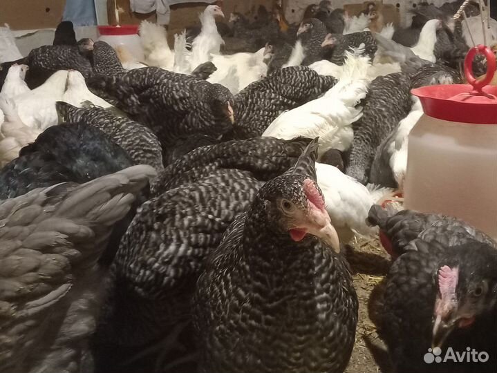 Курочки молодки