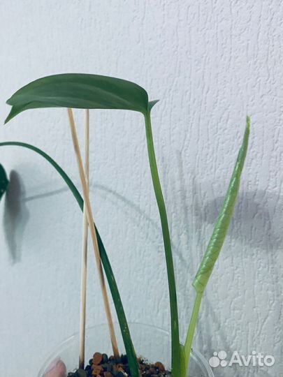 Монстера делициоза