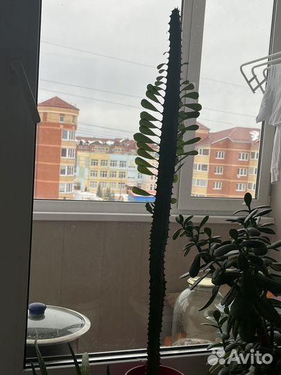 Кактус молочай