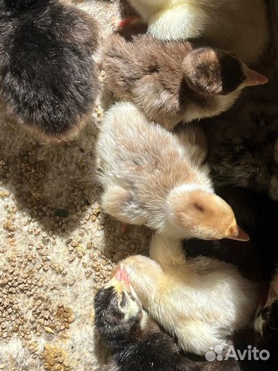 Индюшата степные