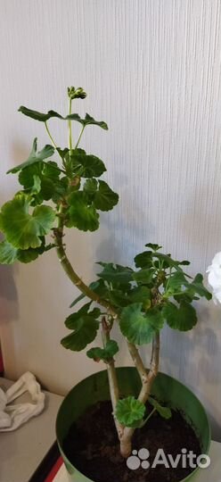 Герань (Пеларгония)