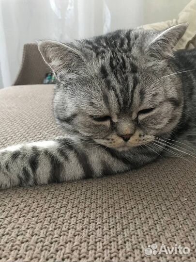 Британский кот вязка