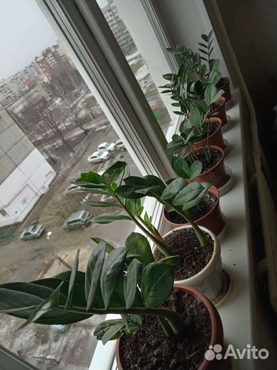 Замиокулькас