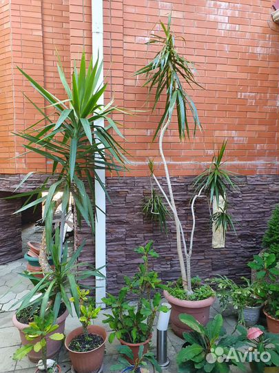 Комнатные цветы юкка