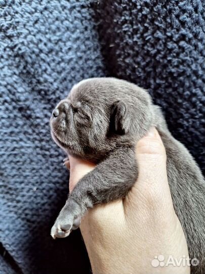 Голубые курносики