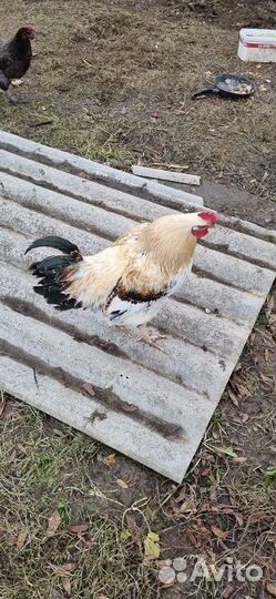 Молодые петухи