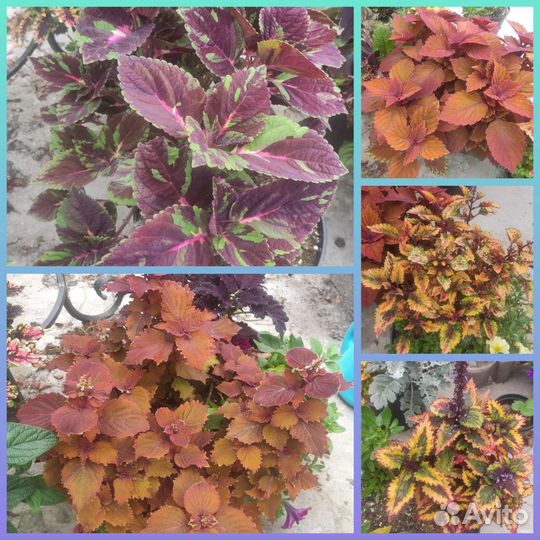 Колеусы. срезы