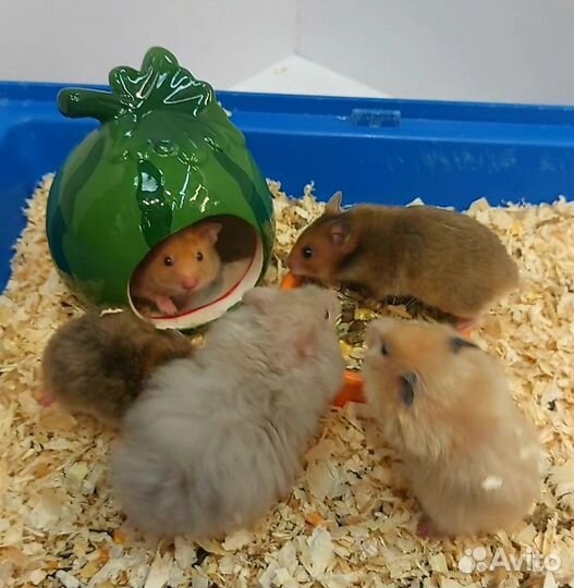 Сирийские хомячки