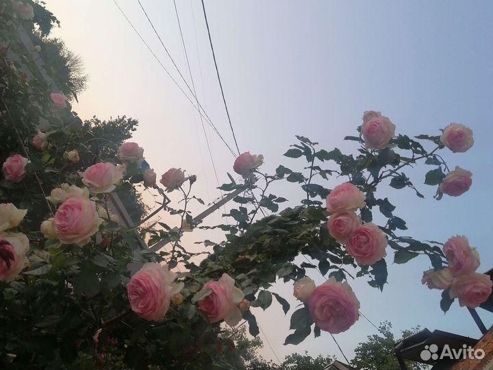 Розы Букеты Центр Владимира