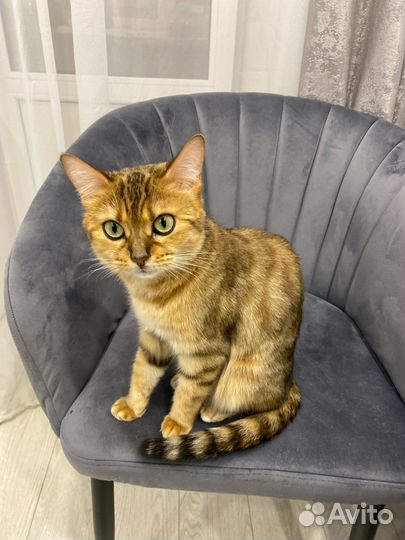 Кошечка Габи