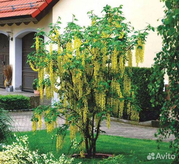 Бобовник Золотой дождь