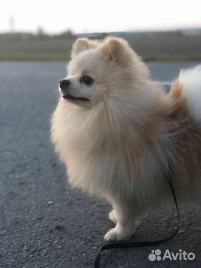 Вязка немецкий шпиц мальчик