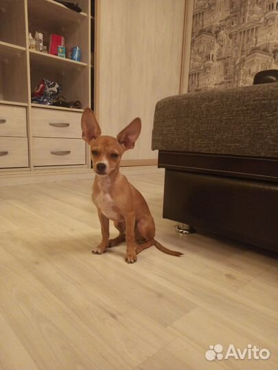 Собака для вязки