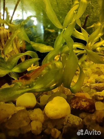 Креветки вишенки, роголистник