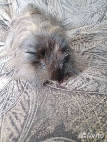 Морская свинка мальчик