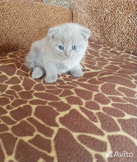 Шотландские вислоухие котята