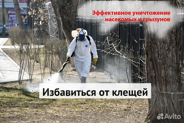 Уничтожение клопов тараканов грызунов плесени