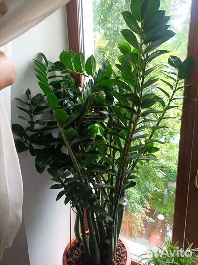 Комнатные растения