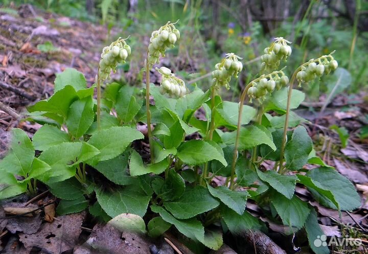 Боровая матка