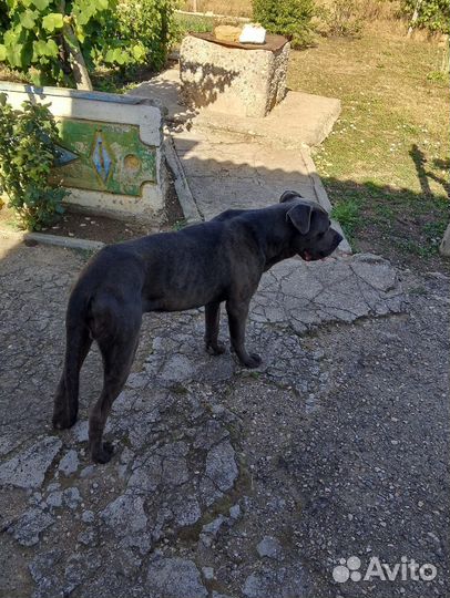 Собака в добрые руки отдам бесплатно