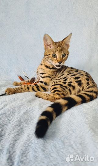 Котята саванна