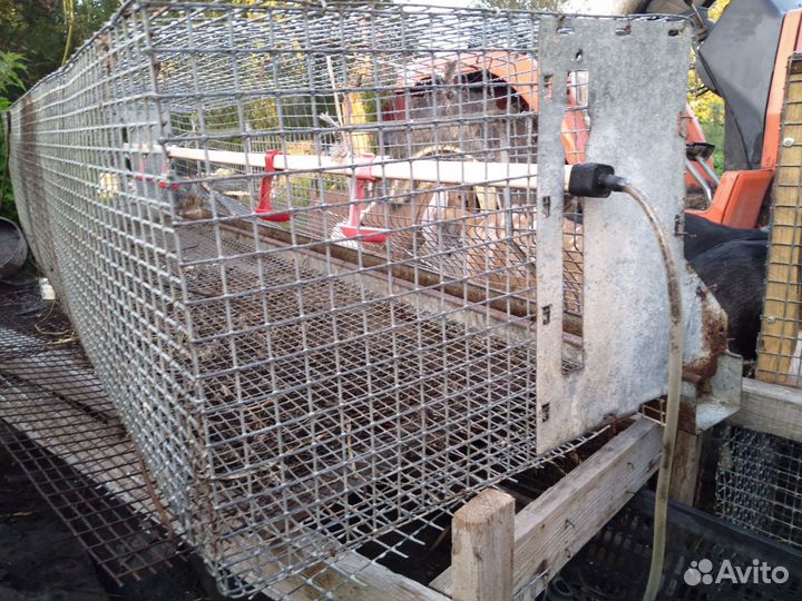 Клетки для выращивания птицы