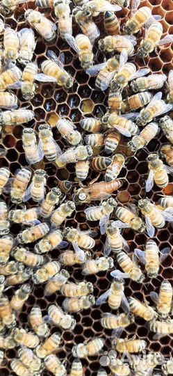 Пчеломатки