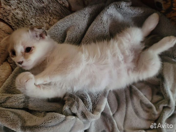 Кошка вислоухая