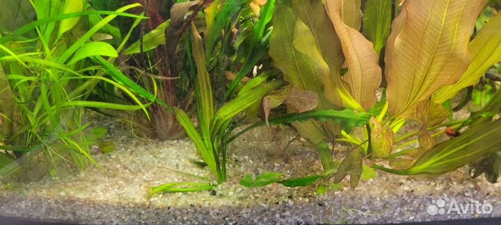 Грунт для аквариума