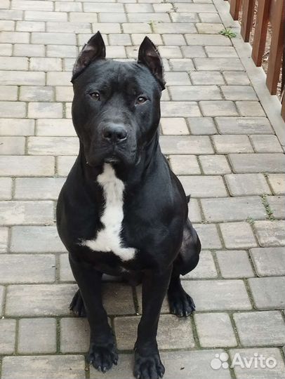 Вязка питбуль