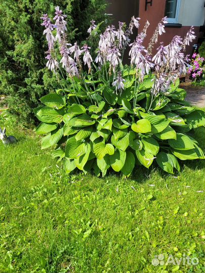 Хоста растение