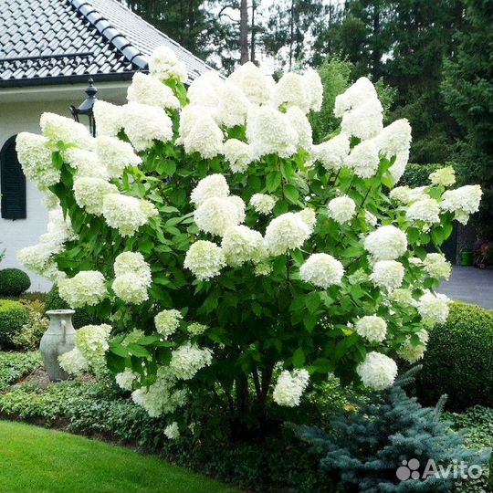 Гортензия метельчатая полар бир (полярный медведь)