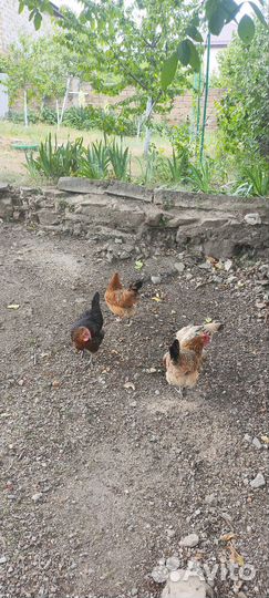 Куры и петухи