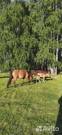 Продам лошадей