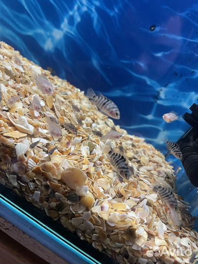 Аквариумная рыба