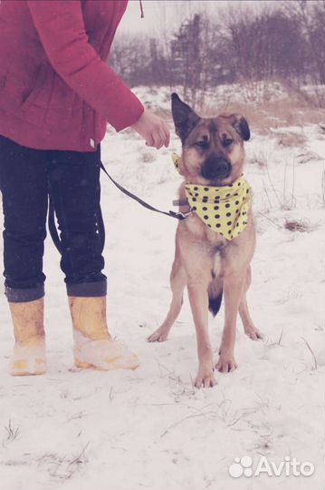 Милая собака Кози в добрые руки