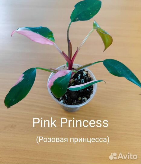 Филодендроны