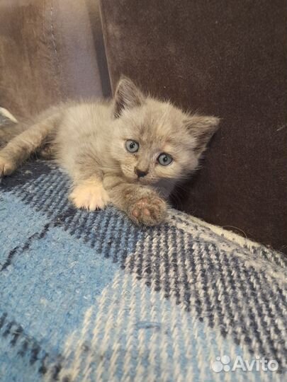 Кошка в дар бесплатно