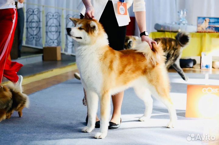 Профессиональный хендлер