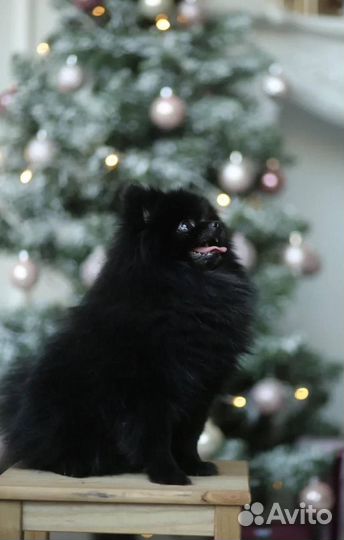 Померанский шпиц вязка