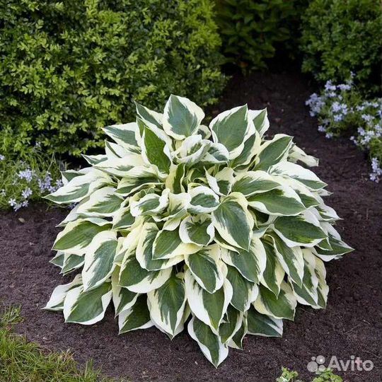 Хоста Брунеа, многолетние цветы