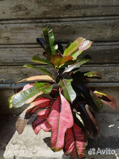 Кротоны, эукуба, фиалки, цикас