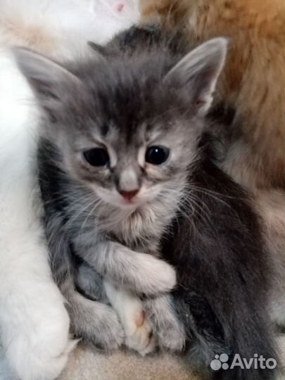 Котята в добрые руки бесплатно