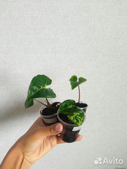 Сингониумы сортовые