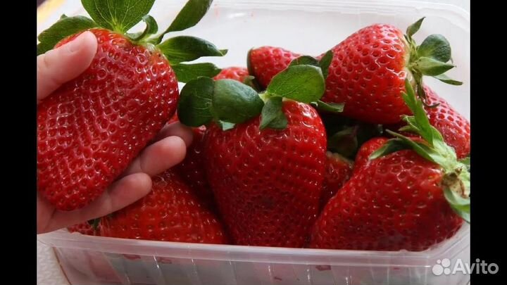 Саженцы, рассада клубники Альбион