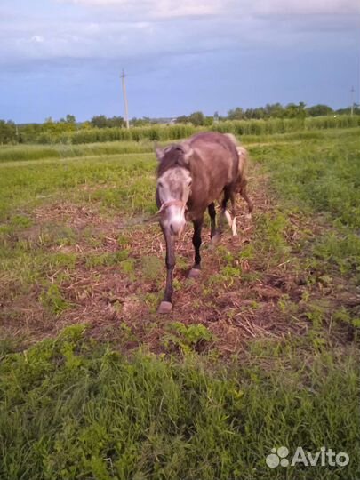 Лошадь5 лет с жеребенком