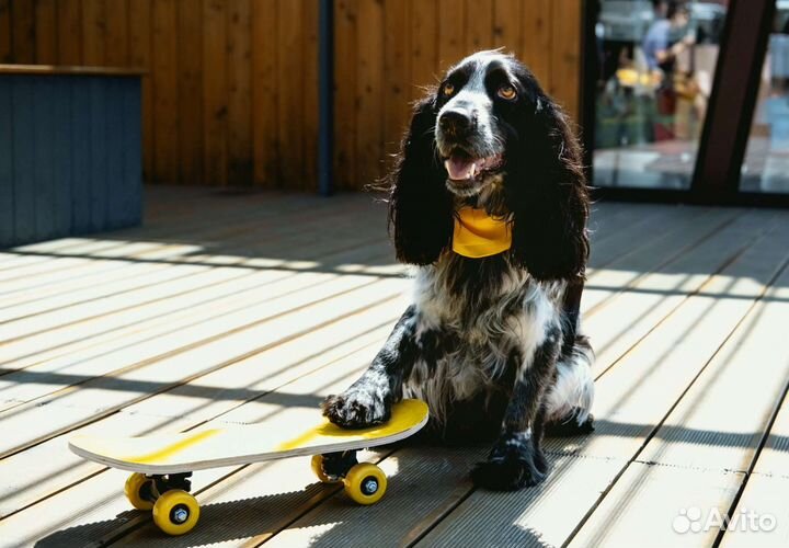 Русский спаниель вязка