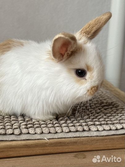 Карликовый декоративный кролик
