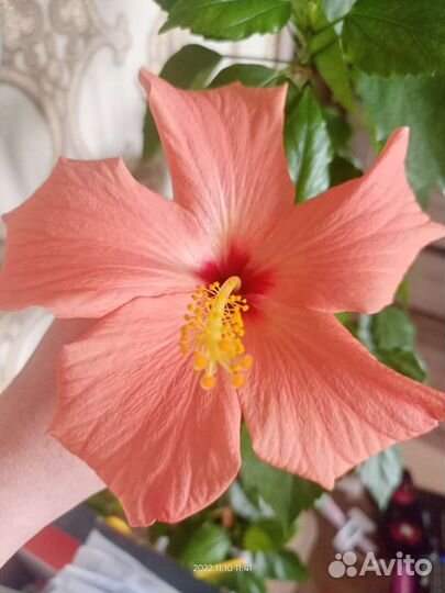 Гибискус китайская роза