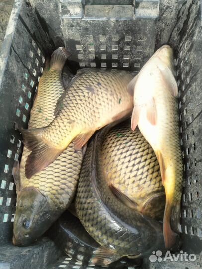 Живая рыба оптом карп